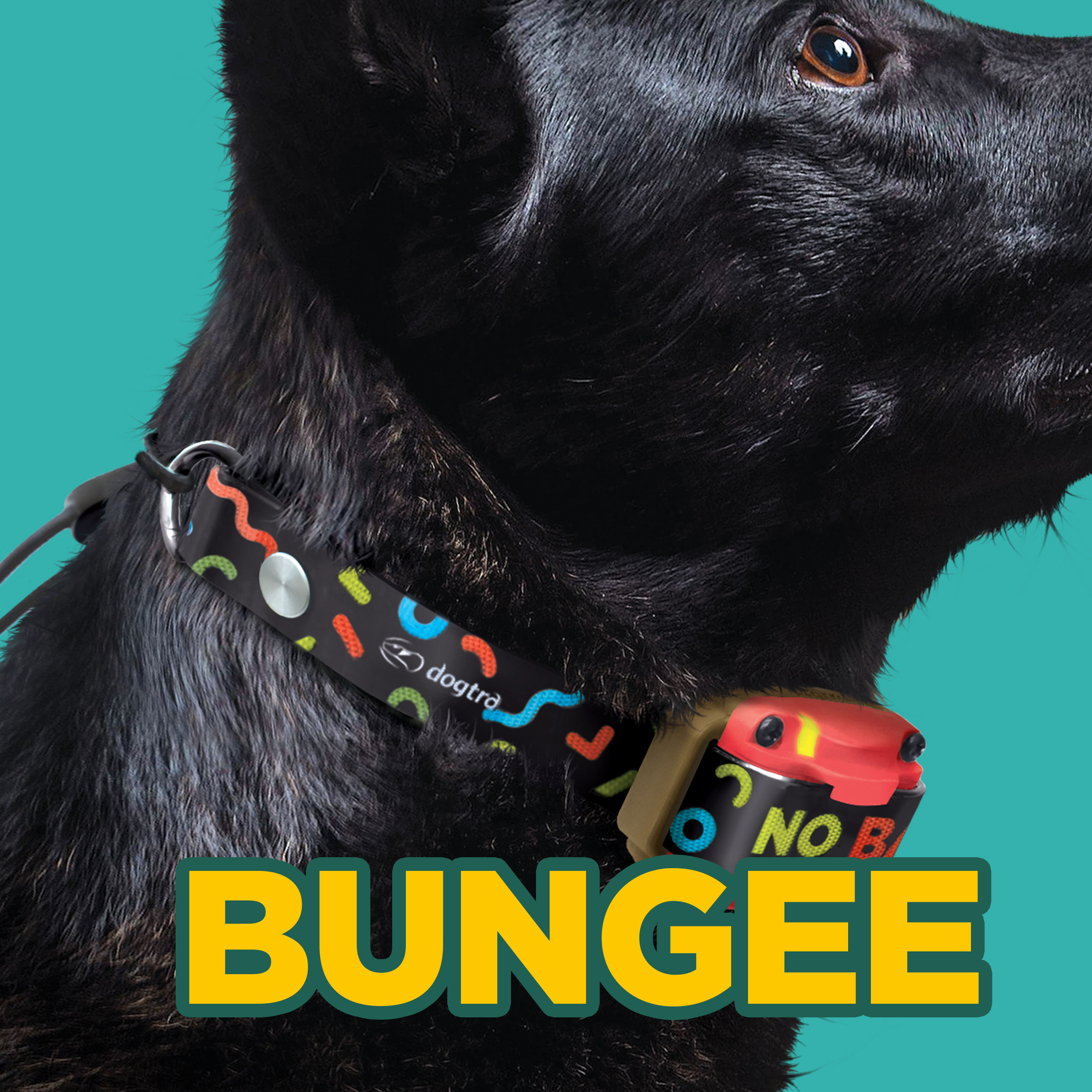 Dogtra 280C B&L (TOM DAVIS EDITION)