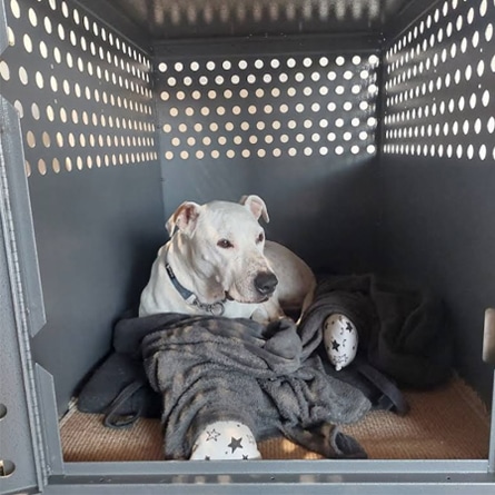 – Shayva Yfaat Gal